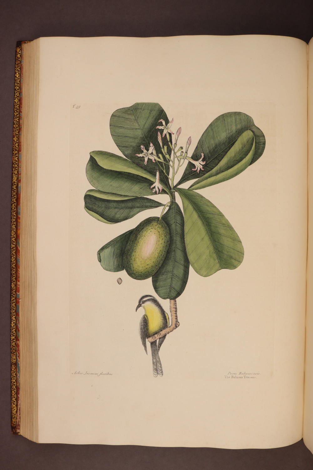 Plate 59